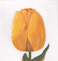 Tulips (close up series) in 18ct Aida / evenweave from Thea Gouveneur