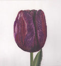 Tulips (close up series) in 18ct Aida / evenweave from Thea Gouveneur