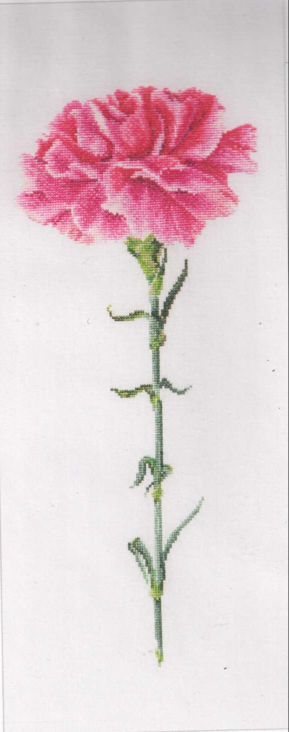 Carnations in 18ct Aida (black/white) or 36ct evenweave from Thea Gouveneur