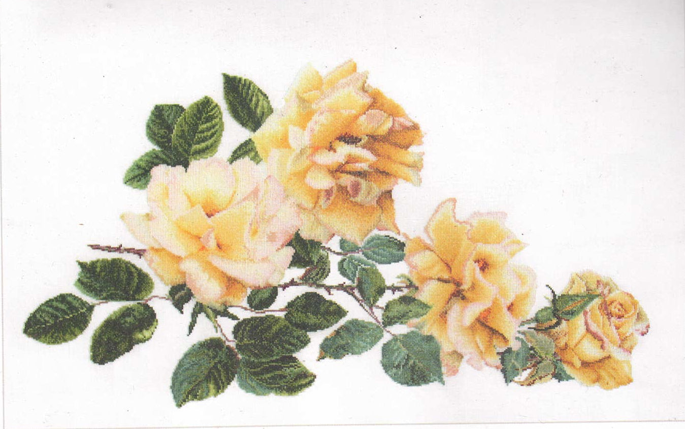 Peace Rose by Thea Gouverneur (429)