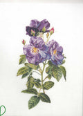 Rhapsody in Blue by Thea Gouverneur (413)