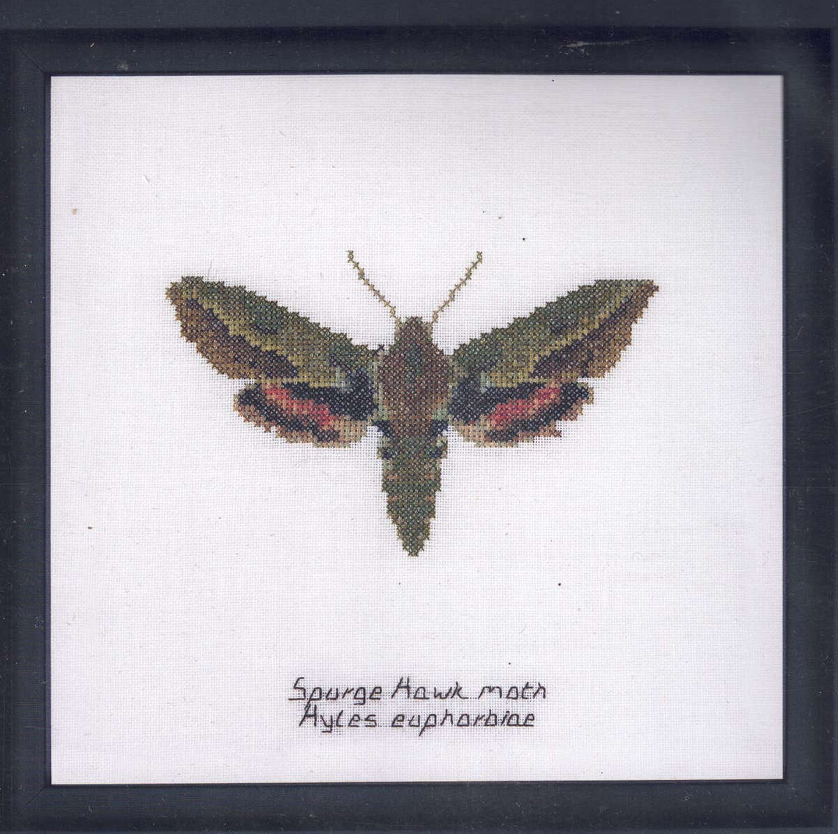 Moths in 18ct Aida / evenweave from Thea Gouveneur