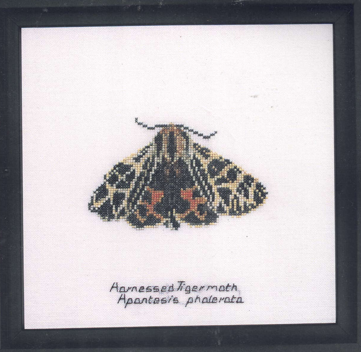 Moths in 18ct Aida / evenweave from Thea Gouveneur