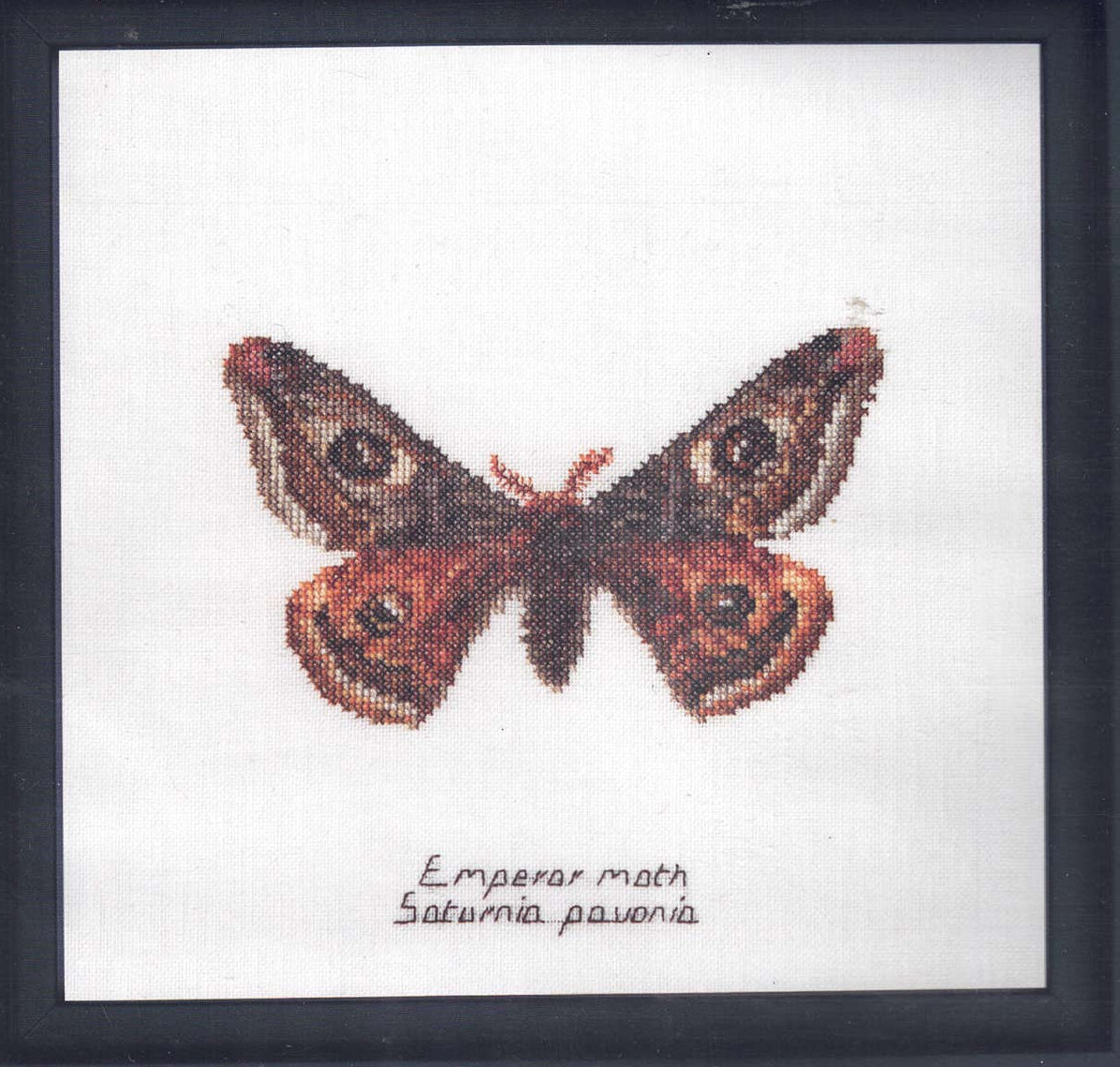 Moths in 18ct Aida / evenweave from Thea Gouveneur