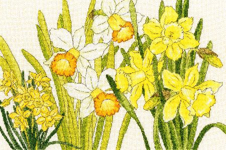 Bothy Threads Blooms - Daffodil.  One of a series of cross stitch kits developed from Japanese woodblock kits. The kit contains 14ct cream Zweigart Aida, pre-sorted stranded cottons, needle, stitch diagram and instructions.  Finished size 36cm x 24cm Kit uses full cross-stitch and back-stitch stitches