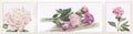 Thea Gouverneur - Peonies (Pioenrozen)